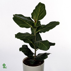 Ficus Benghalensis On Stem