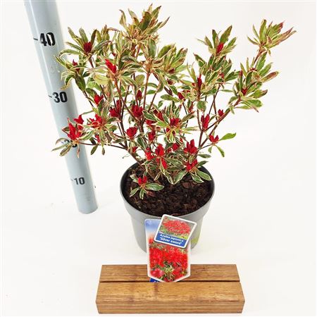 Rhododendron (aj) Silver Sword