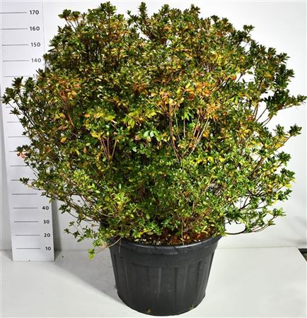 Rhododendron (aj) Buccaneer