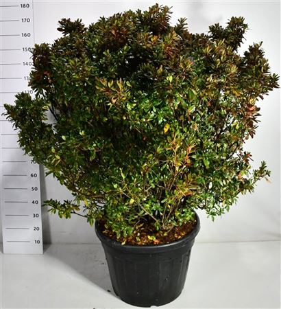 Rhododendron (aj) Girards Rose