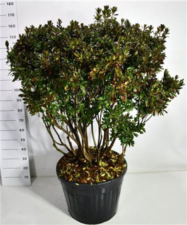 Rhododendron (aj) Girards Rose