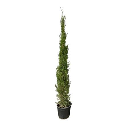 Cupressus Sempervirens