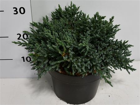 Juniperus Squa Tropical Blue