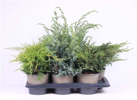 Juniperus Mix