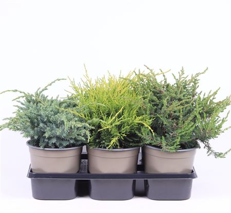 Juniperus Mix