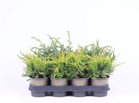 Juniperus Mix