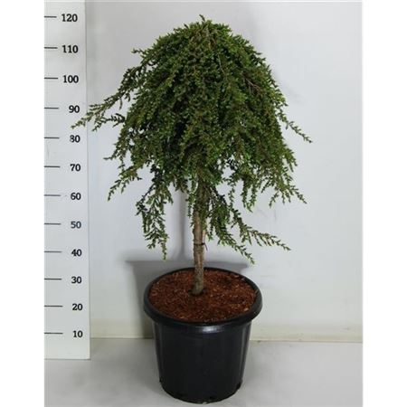 Juniperus Comm Greenmantle On Stem