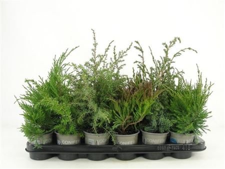 Juniperus Mix