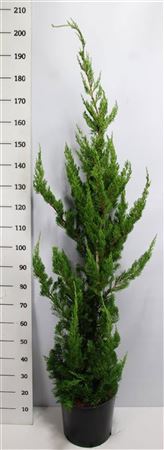 Juniperus Chin Kaizuka