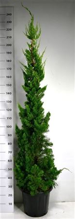 Juniperus Chin Kaizuka