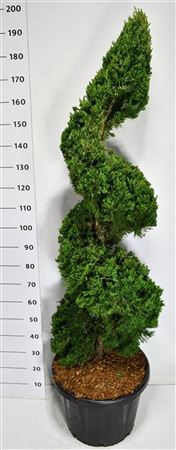Juniperus Chin Kaizuka