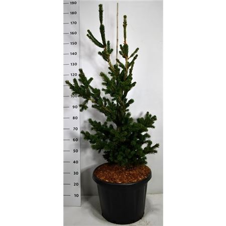 Picea Pung Lucky Strike