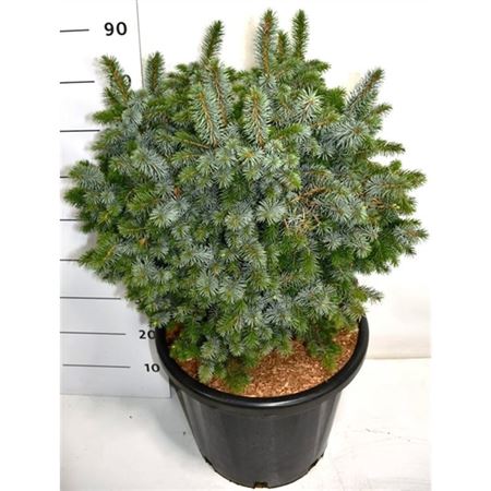 Picea Sitchensis Tenas
