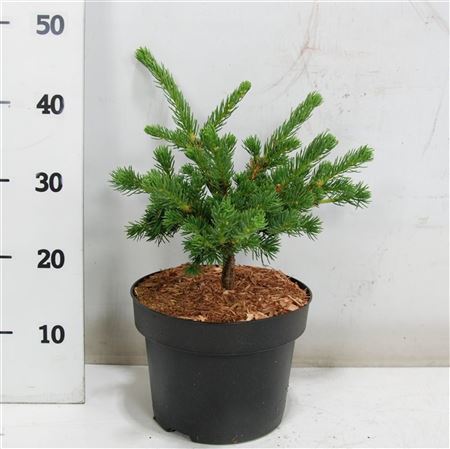 Picea Pung Lucky Strike