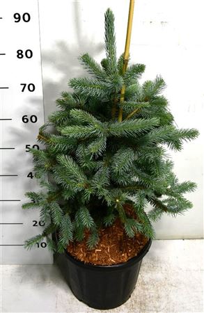 Picea Pung Fat Albert