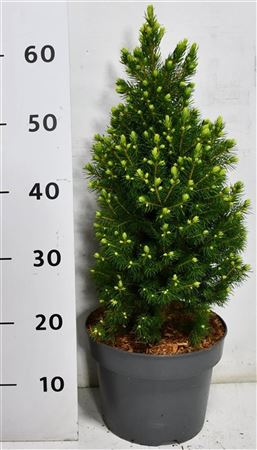 Picea Glauca Rainbow's End