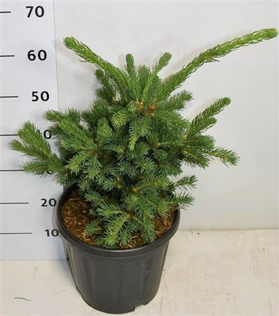 Picea Pung Lucky Strike