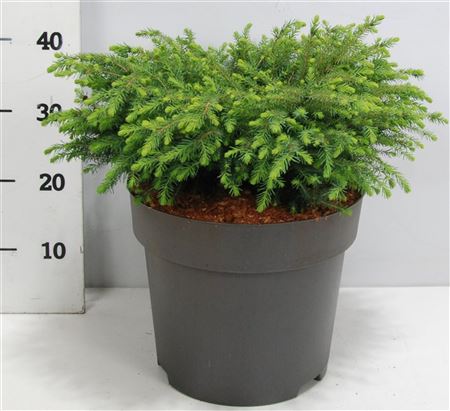 Picea Mariana Nana