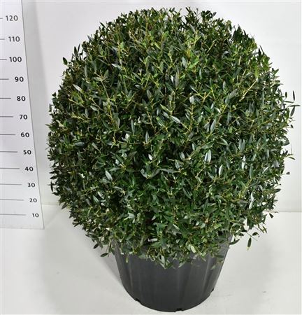 Филлирея узколистная