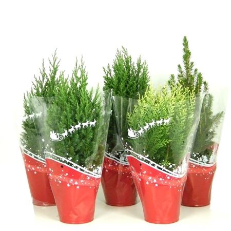 Coniferen Kerstmix Rode Hoes