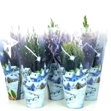 Coniferen Mix Christmas Blue Sleeve