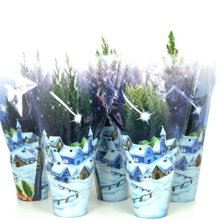 Coniferen Mix Christmas Blue Sleeve