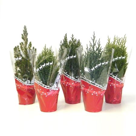 Coniferen Mix Christmas Red Sleeve