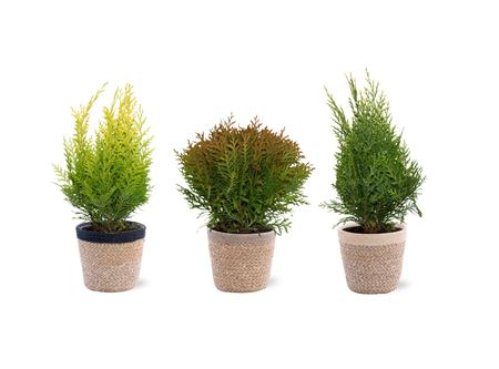 Coniferen Mix In Basket Jelle