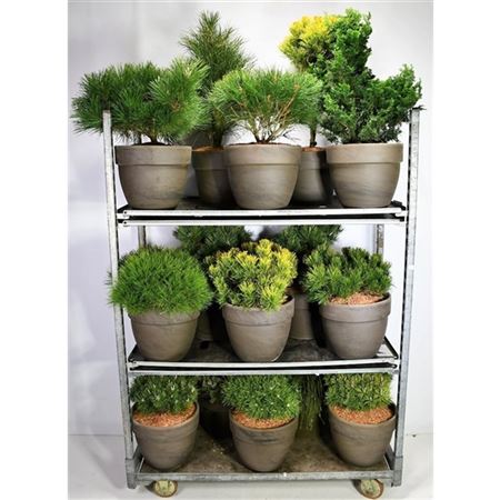 Coniferen Gemengd In Keramiek