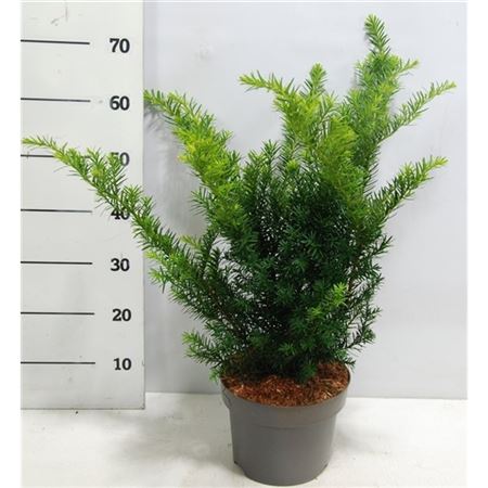 Taxus Media Farmen