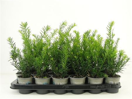 Taxus Med Farmen