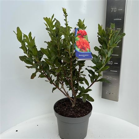 Rhodo (ak) Satan