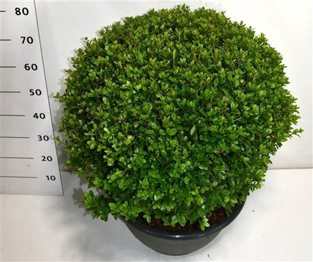 Rhododendron Sylvester