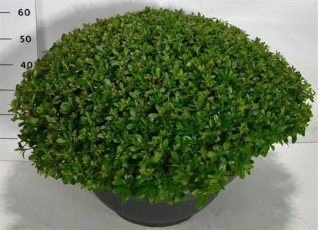 Rhododendron Sylvester