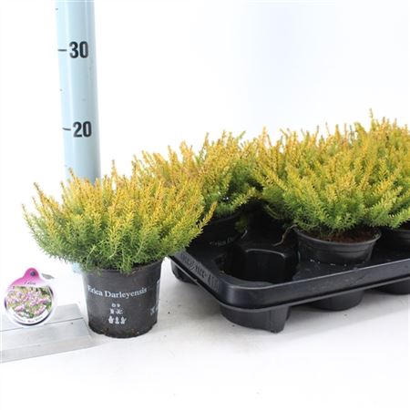 Erica Darl Mary Helen