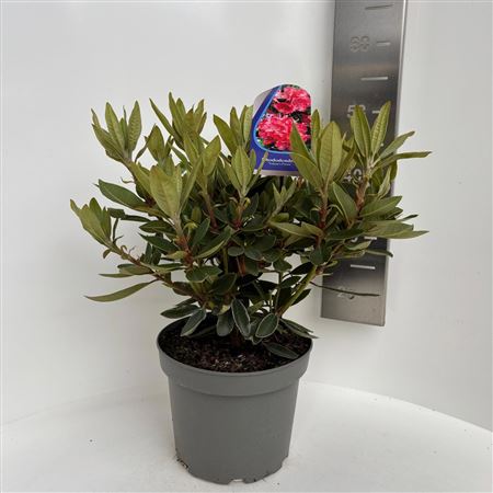 Rhodo Vulcan's Flame