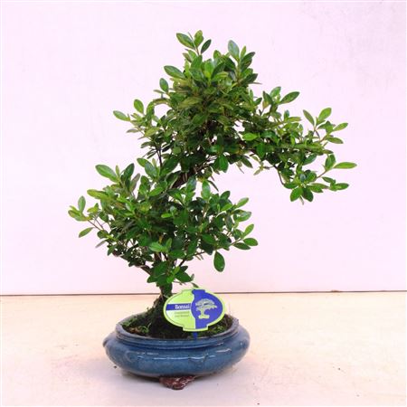 Bonsai Rhododendron Indicum, Without