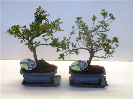 Bonsai Rhododendron Indicum, Without