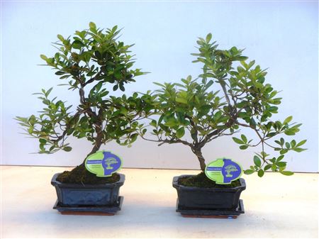 Bonsai Rhododedron Indicum, Shape, With Drip