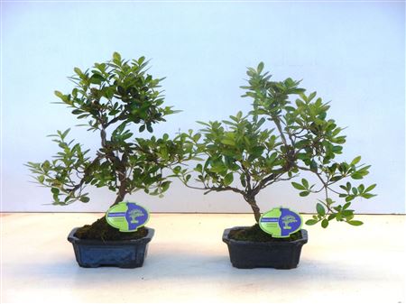 Bonsai Rhododendron Indicum,  Shape Without D