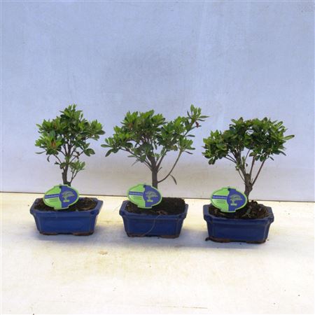 Bonsai Rhododendron Indicum, Broom, With Dri
