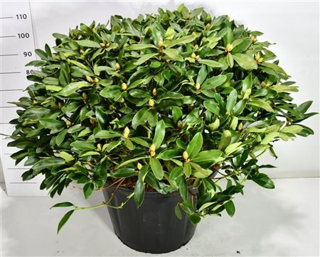 Rhododendron I Gelbe Dufthecke
