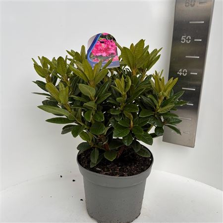 Rhododendron Rocket