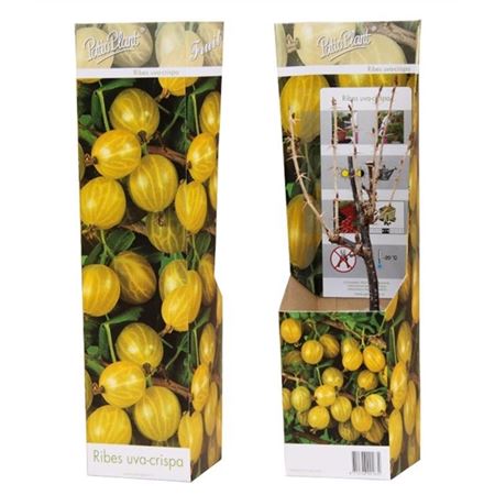 Ribes Uva-crispa Yellow