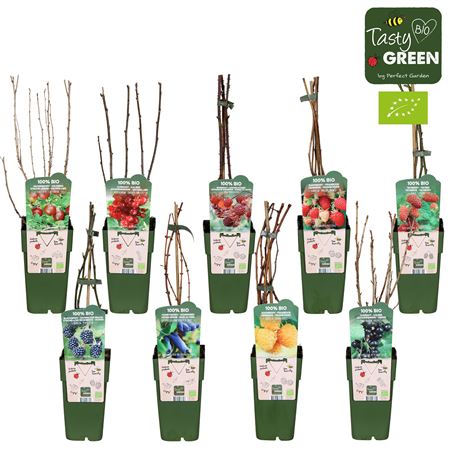 Fruit Mix Standard Bio