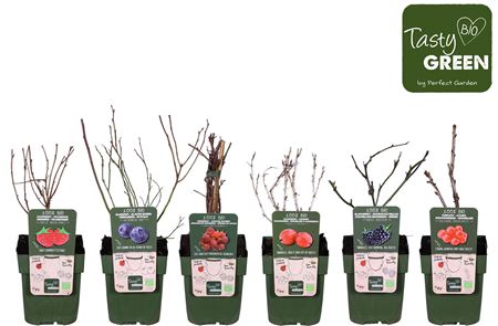 Fruit Mix Standard Bio