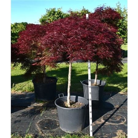 Acer Palm Stella Rossa