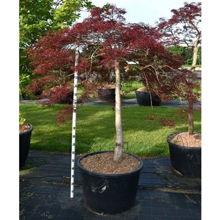 Acer Palm Stella Rossa
