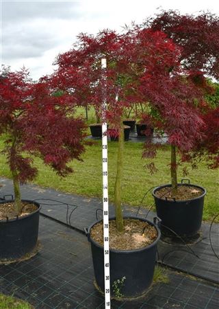 Acer Palm Stella Rossa