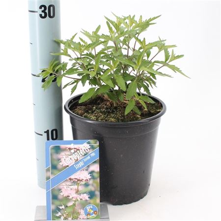 Caryopteris Stephi ('lissteph'pbr)